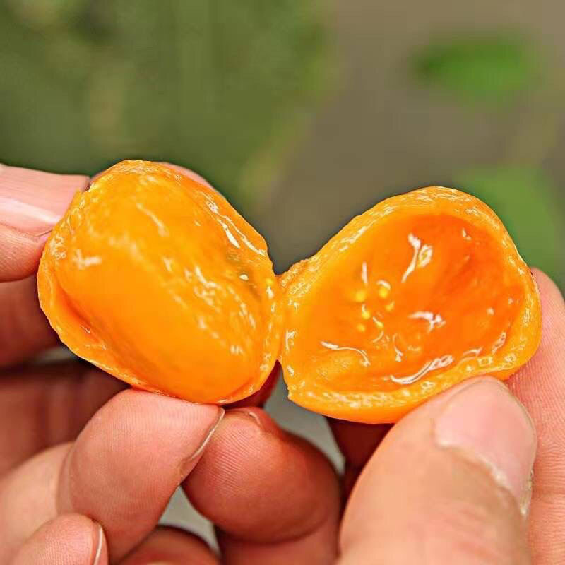 超甜夏日阳光小黄樱桃番茄苗秧四季盆栽阳春秋台圣女果西红柿苗子