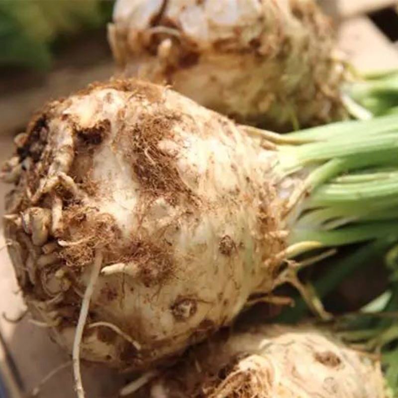 根芹苗特色蔬菜幼苗大疙瘩老桩种球菜苗种子芹菜根栽培春季种籽