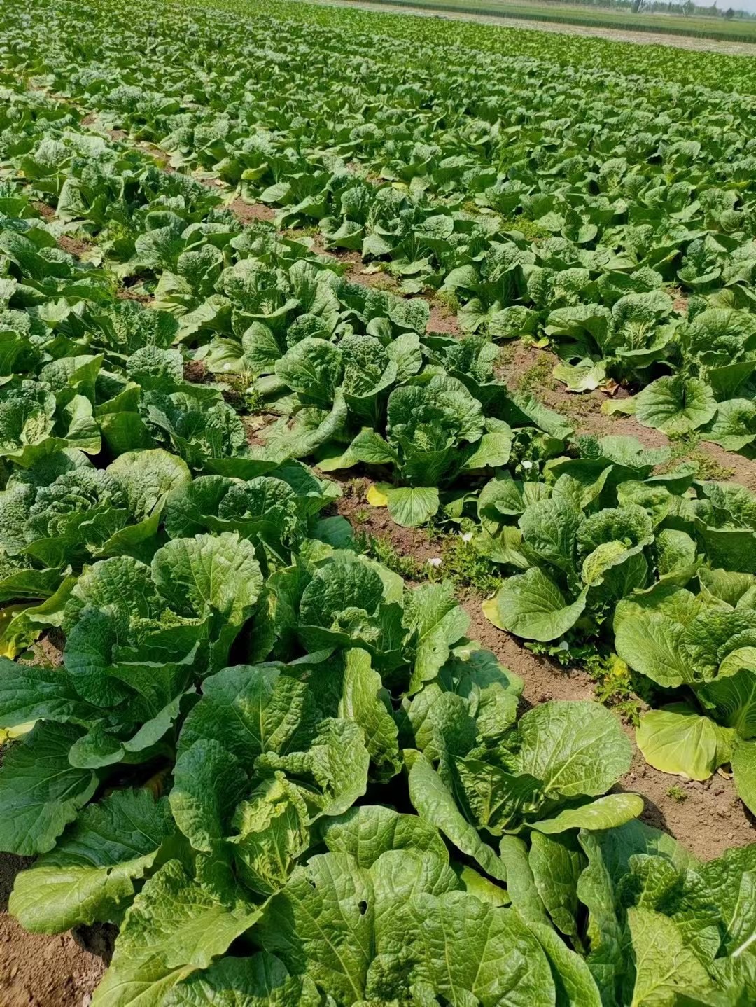 白菜苗四季大白菜苗大白菜秧苗子四季简单种植四季蔬菜苗阳台盆栽 - 图1