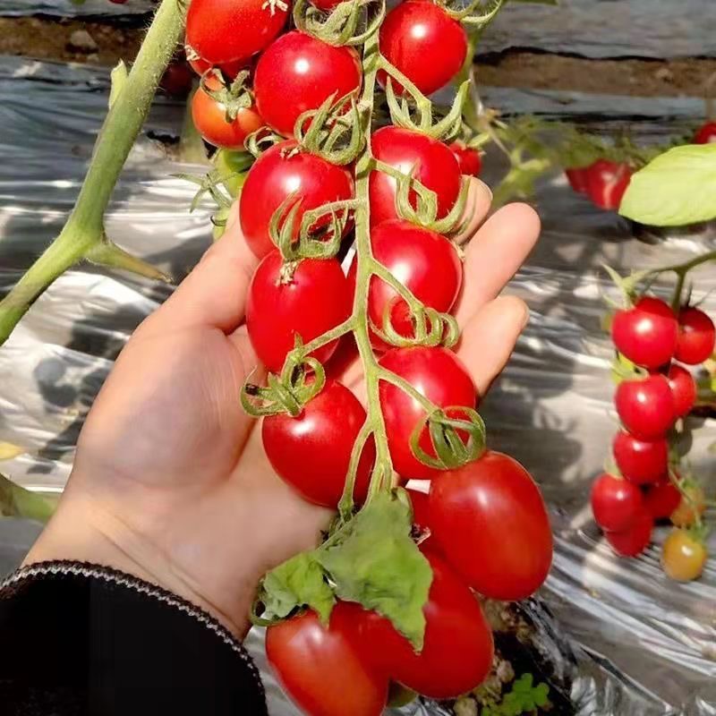 千禧圣女果种子秧苗幼苗小番茄苗秧西红柿蔬菜菜苗盆栽秧苗果苗-图3