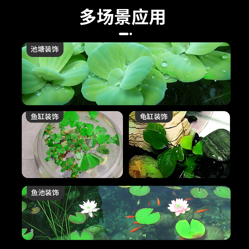 浮萍水草植物鱼缸睡莲水培植物和鱼共养一叶莲水葫芦水芙蓉水草