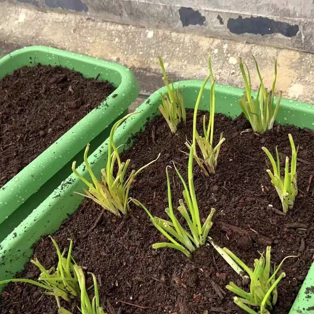 正宗【广西】四季小香葱苗分葱苗带根苗盆栽农田蔬菜种植现拔现发,淘宝优惠券,粉丝福利购,淘宝优惠卷