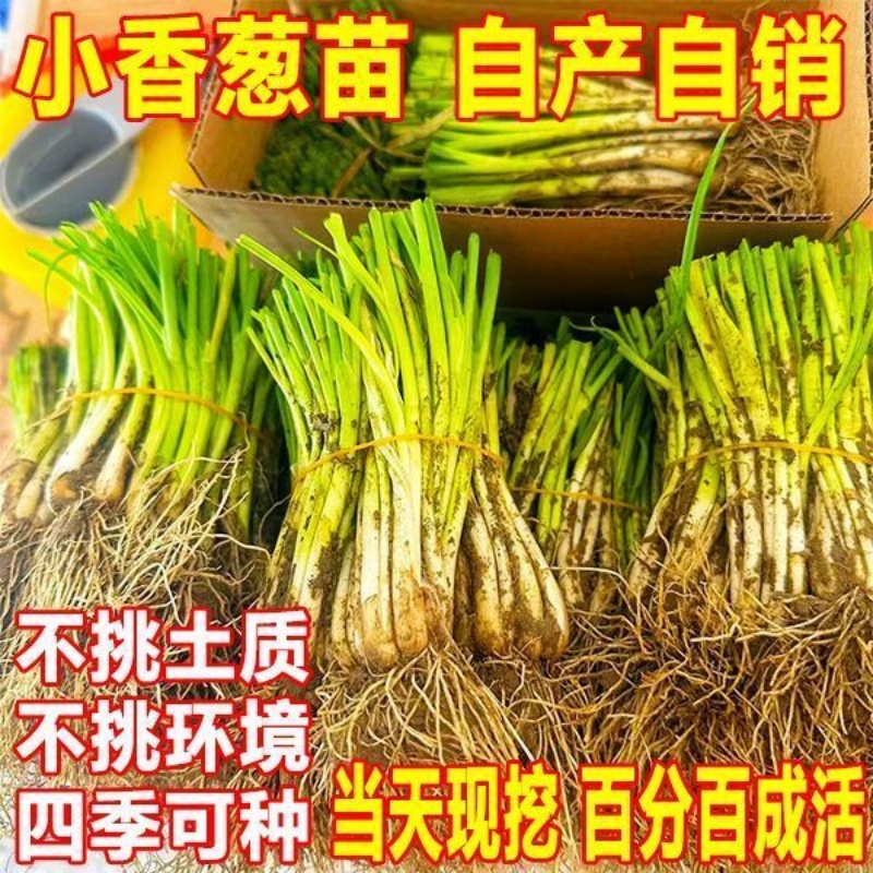 分葱种苗葱葱带根苗带香葱阳台四季根苗盆栽批发农田蔬菜耐寒种植 - 图0
