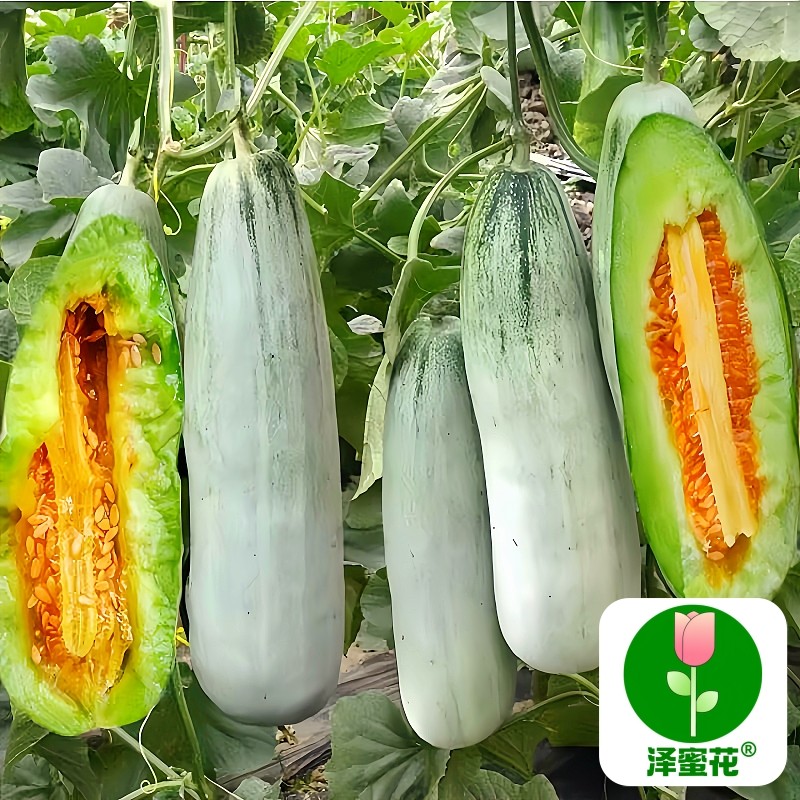 羊角酥瓜甜瓜种子四季播田园阳台盆栽薄皮甜羊角脆羊角蜜香瓜种苗,淘宝优惠券,粉丝福利购,淘宝优惠卷