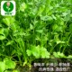 A complete collection of fast-growing coriander seeds and old varieties of vegetable seeds