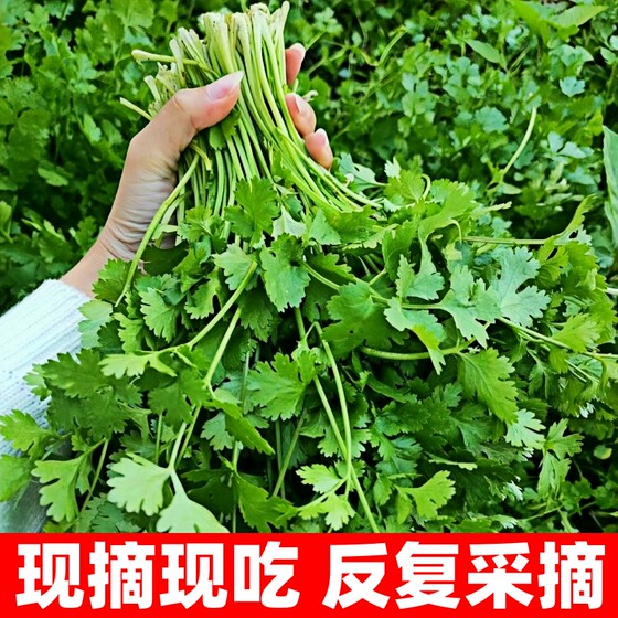 A complete collection of fast-growing coriander seeds and old varieties of vegetable seeds