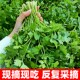 A complete collection of fast-growing coriander seeds and old varieties of vegetable seeds
