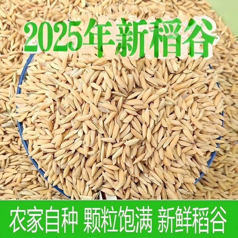 新稻谷1斤2斤50斤稻子带壳谷子喂鸡稻谷鸭鹅鸽鸟仓鼠宠物饲料批发,淘宝优惠券,粉丝福利购,淘宝优惠卷