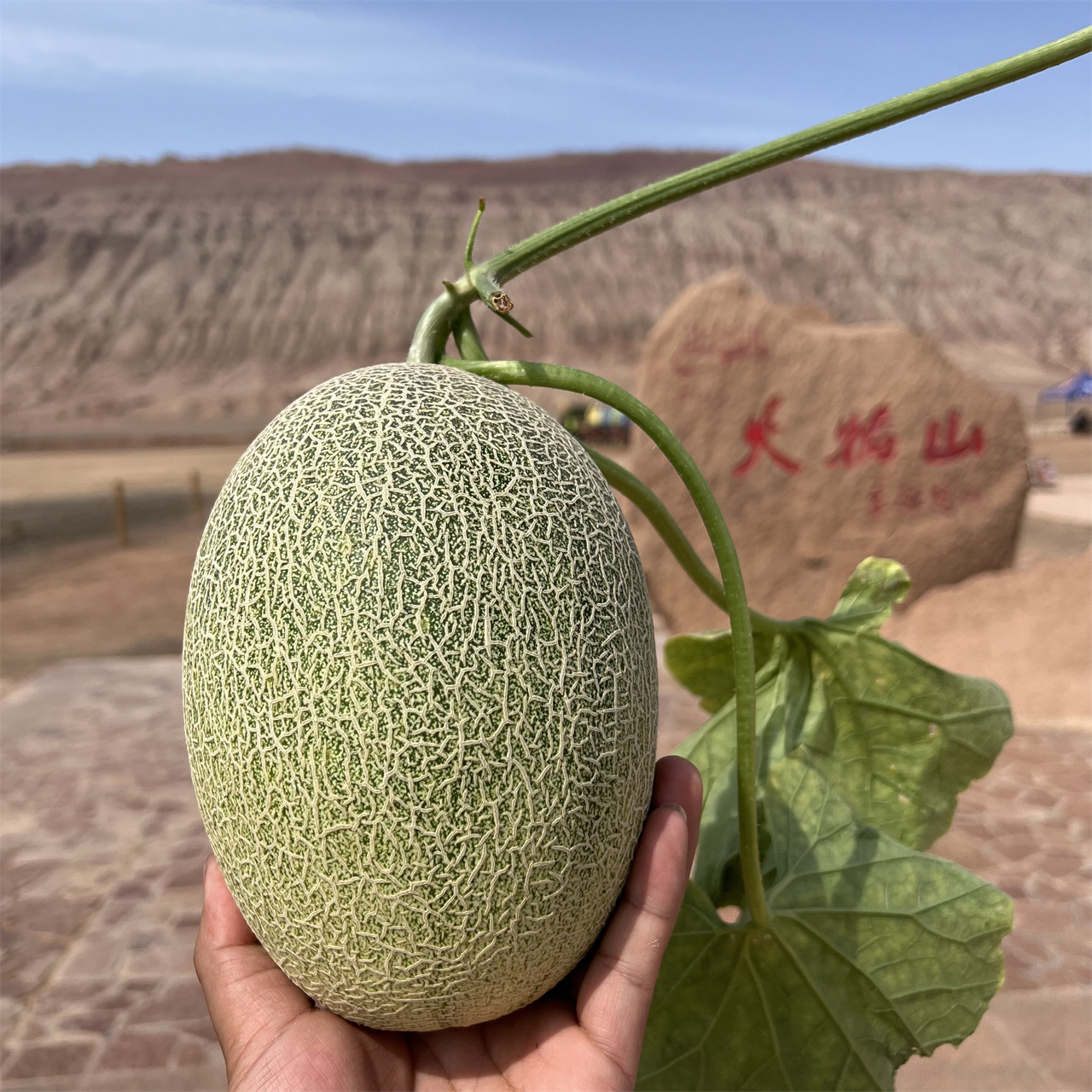 新疆吐鲁番火焰哈密瓜西州蜜25号网纹甜瓜新鲜应季水果发货7-8斤-图3