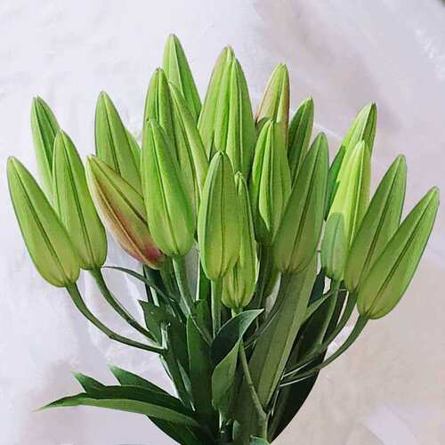 云南香水百合水养鲜花切花束直云南昆明基地速递同城客厅摆件礼物 - 图2