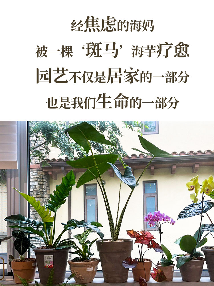 《跟着海妈学种花》海妈园艺生活分享图书 种花心得 花艺生活 感知自然和生命的过程 跟着海妈学养花 1923 中国林业出版社