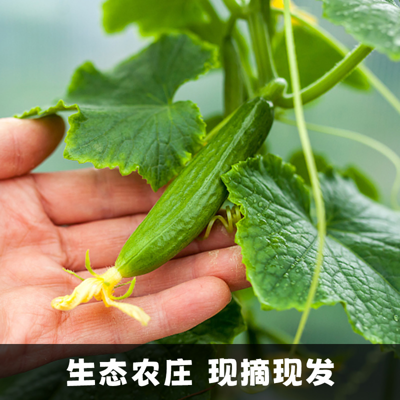 【香菇来了】水果黄瓜新鲜生吃小黄瓜5斤青瓜时令蔬菜旱即食包邮-图0