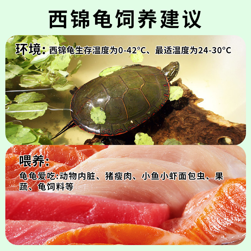 西锦龟红腹西锦龟深水龟鱼缸混养吃粪龟宠物观赏吃垃圾清洁龟活体,淘宝优惠券,粉丝福利购,淘宝优惠卷