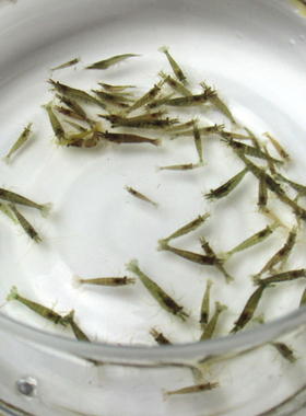 黑壳虾除藻淡水活体宠物水草虾清洁饲料工具鱼缸小草缸造景观赏虾