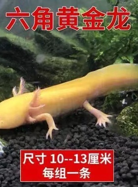淡水冷水鱼六角恐龙鱼观赏鱼金鱼宠物鱼苗锦鲤鱼水族爬行宠物鱼
