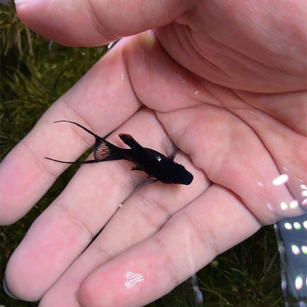 黑玛丽 燕尾黑玛丽鱼 胎生鱼 除油膜除藻 清洁鱼 风水鱼包邮包损,淘宝优惠券,粉丝福利购,淘宝优惠卷