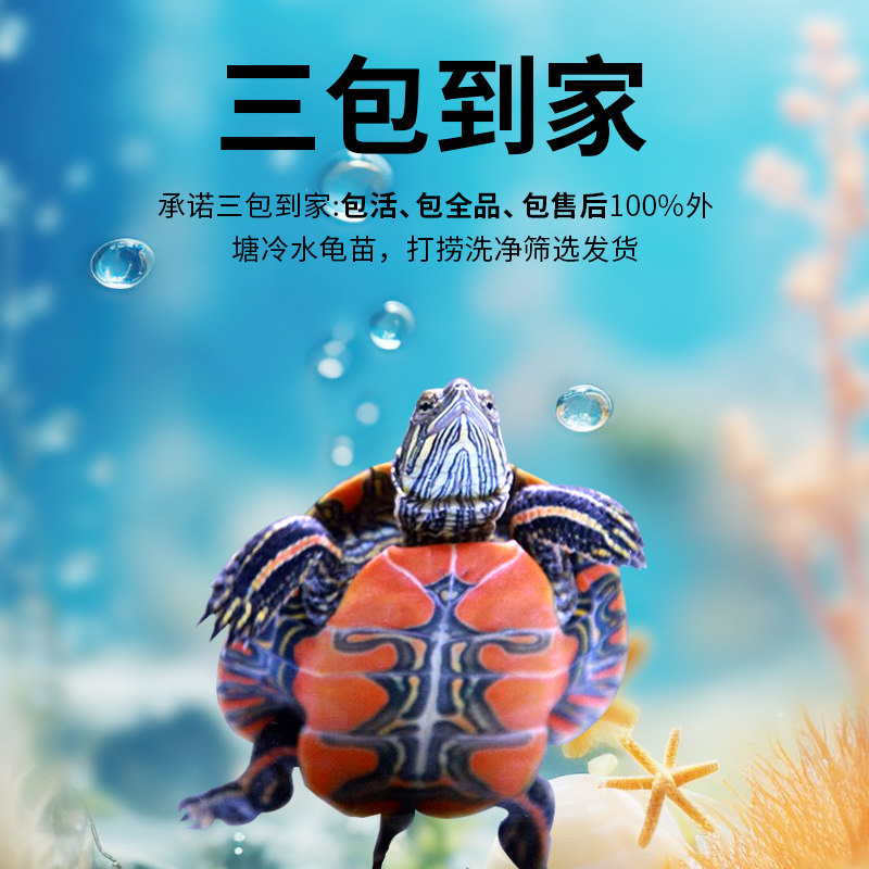 西锦龟红腹西锦龟深水龟鱼缸混养吃粪龟宠物观赏吃垃圾清洁龟活体,淘宝优惠券,粉丝福利购,淘宝优惠卷