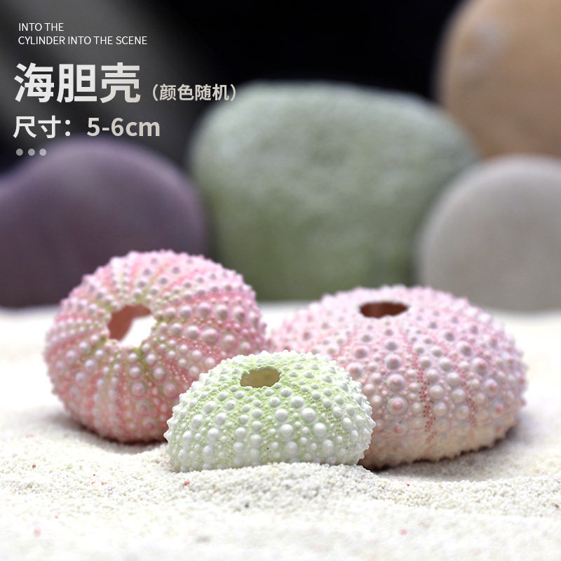 天然海螺贝壳鱼缸水族箱造景装饰大小号贝壳摆件鱼虾躲避屋繁殖窝,淘宝优惠券,粉丝福利购,淘宝优惠卷
