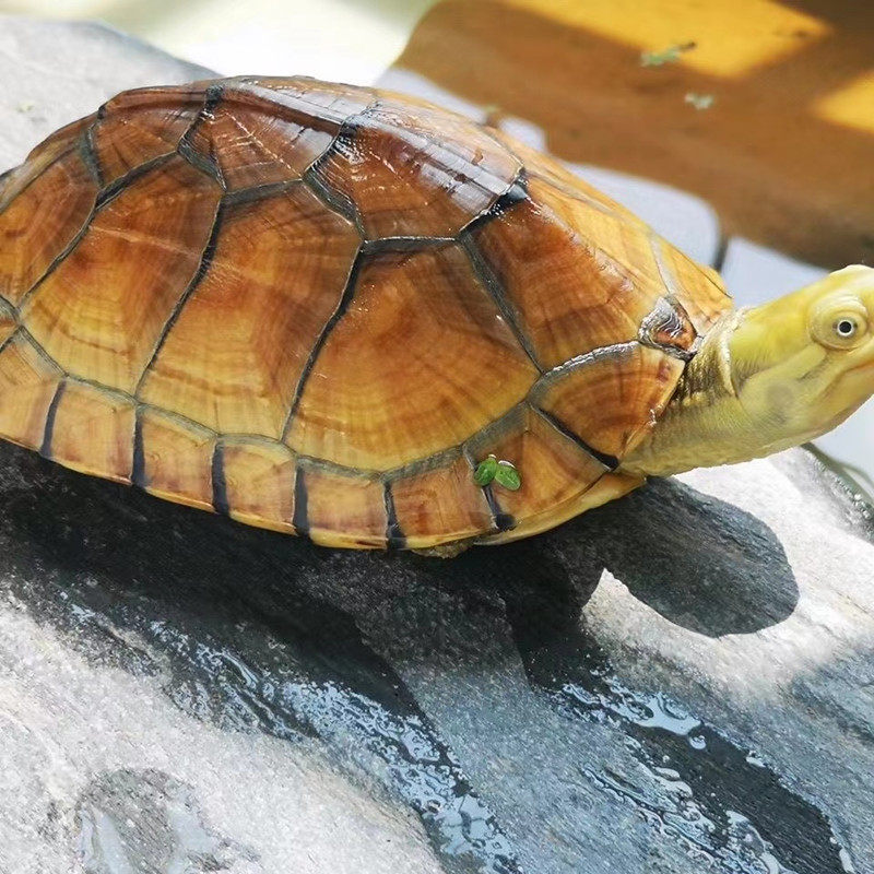 纯种金钱龟皖南三黄小青龟北石金钱龟苗陆养活体小宠物小乌龟活物,淘宝优惠券,粉丝福利购,淘宝优惠卷