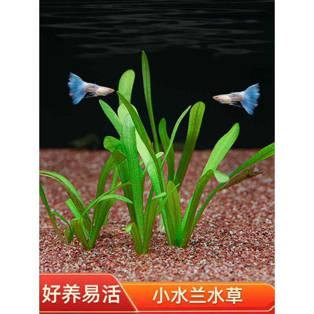 水兰水草大小水兰扭兰龙舌兰细叶水韭菜阴性前后景新手鱼缸造景,淘宝优惠券,粉丝福利购,淘宝优惠卷