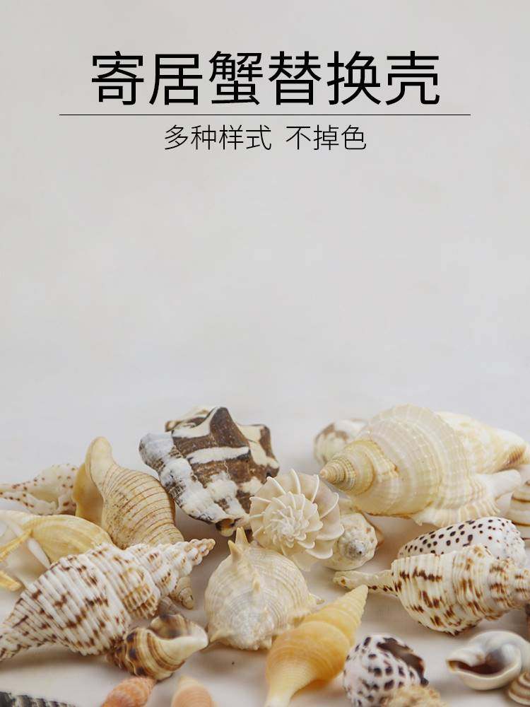 寄居蟹替换壳中小型号天然海螺贝壳卷贝鱼鱼缸造景摆件水族箱装饰,淘宝优惠券,粉丝福利购,淘宝优惠卷