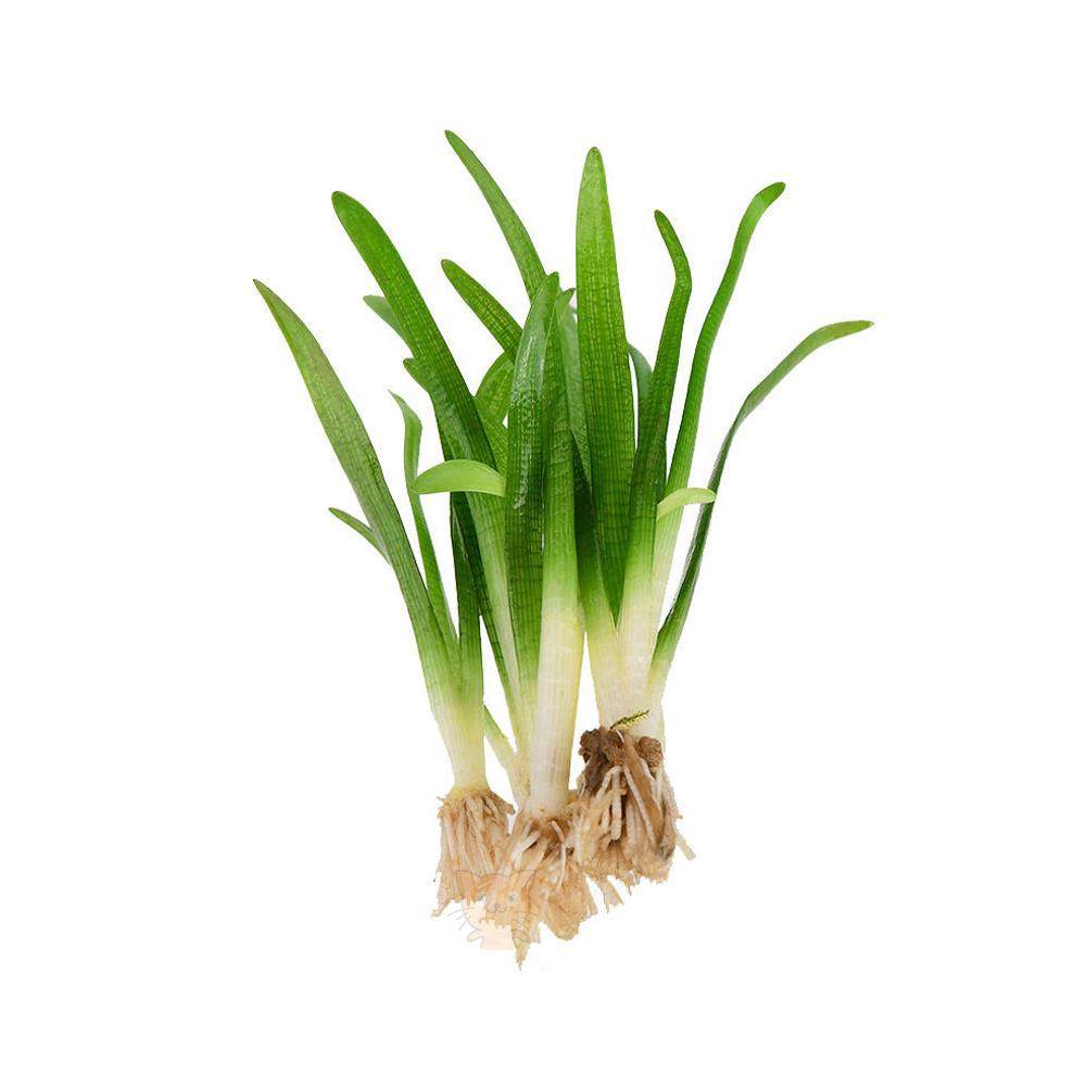 水兰水草大小水兰扭兰龙舌兰细叶水韭菜阴性前后景新手鱼缸造景,淘宝优惠券,粉丝福利购,淘宝优惠卷