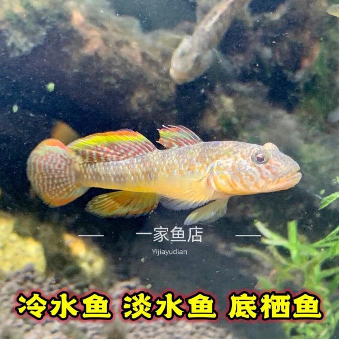 原生溪流好养耐活子陵虾虎鱼水底宠物观赏鱼底层小型冷水鱼淡水鱼-图2