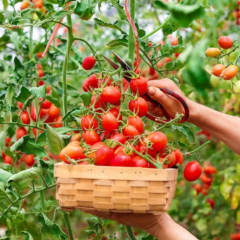 现摘圣女果新鲜小番茄5斤孕妇水果樱桃西红柿子生吃当季蔬菜千禧,淘宝优惠券,粉丝福利购,淘宝优惠卷