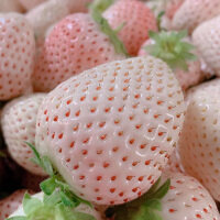 【顺丰空运】淡雪白草莓奶油新鲜水果礼盒节日生日礼物高端非丹东,淘宝优惠券,粉丝福利购,淘宝优惠卷