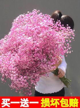 大束满天星干花花束真花鲜花论斤卖家用客厅摆件装饰插花中秋礼物