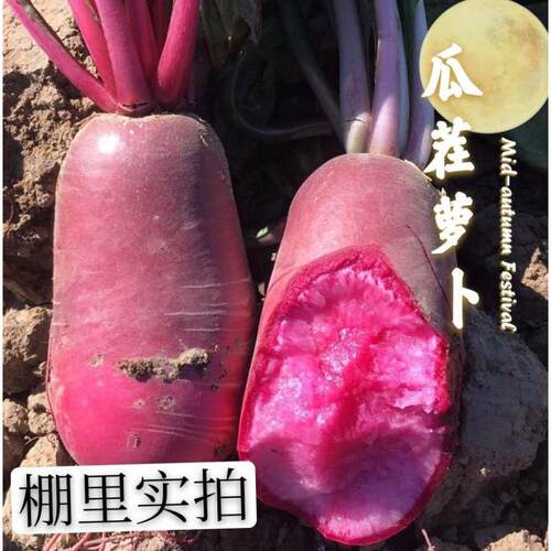正宗天津沙窝紫美人凤梨水果萝卜新鲜现拔红心胭脂萝卜脆甜微辣9 - 图3