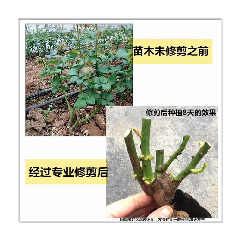 云南稀有品多头老桩玫瑰花苗浓香型四季开花庭院阳台耐寒盆栽绿植 - 图3