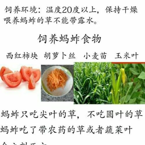 活体蚂蚱活虫蝗虫蚱蜢画眉鸟爬虫龟宠物蜂饲料鸟活食新鲜食物飞蝗