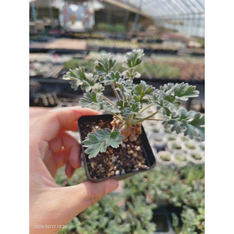 红花洋葵菊属块根植物懒人绿植仙人球多肉,淘宝优惠券,粉丝福利购,淘宝优惠卷