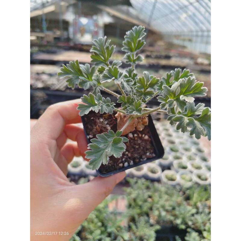 红花洋葵菊属块根植物懒人绿植仙人球多肉,淘宝优惠券,粉丝福利购,淘宝优惠卷