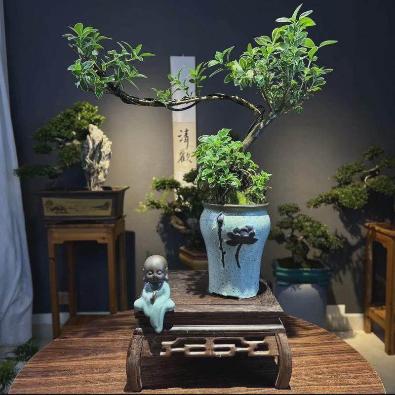 金边悬崖六月雪盆栽提根四季室内植物办公室客厅茶桌阳台桌面绿植,淘宝优惠券,粉丝福利购,淘宝优惠卷