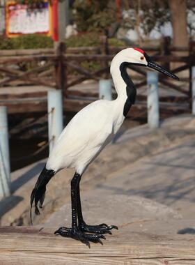 白鹤摆件白鹤摆件白鹤摆件白鹤摆件白鹤摆件真羽工艺品