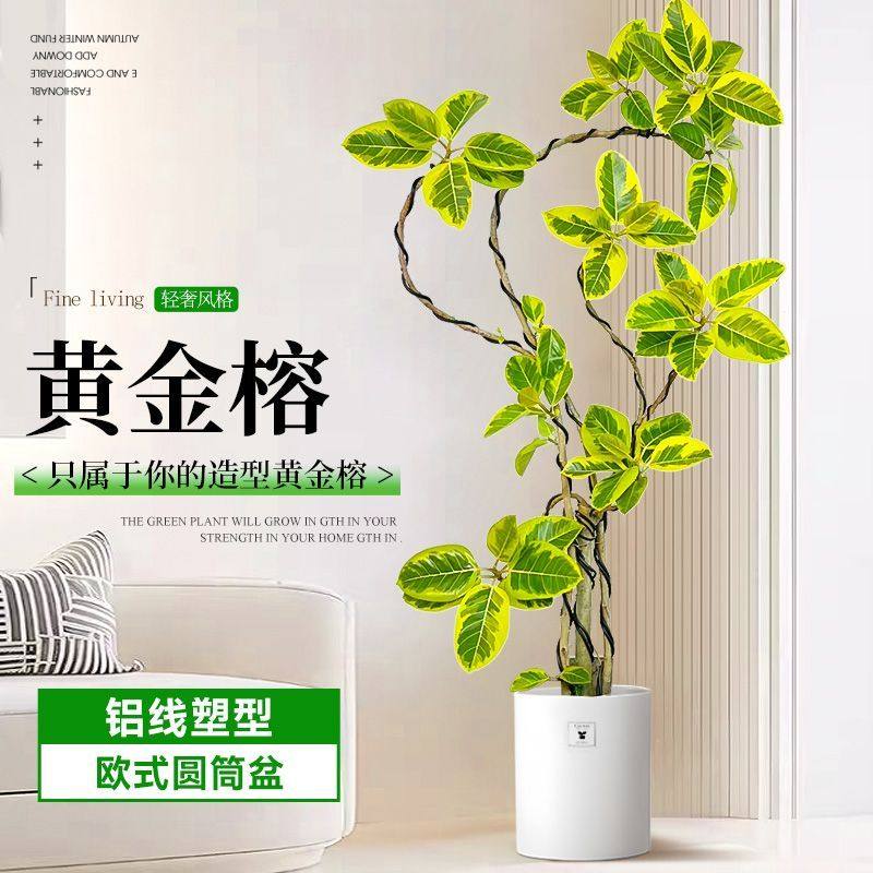 网红绿植老桩造型黄金榕富贵榕阳台客厅格调绿植,淘宝优惠券,粉丝福利购,淘宝优惠卷