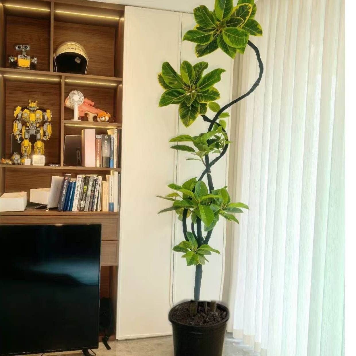 网红绿植老桩造型黄金榕富贵榕阳台客厅格调绿植,淘宝优惠券,粉丝福利购,淘宝优惠卷