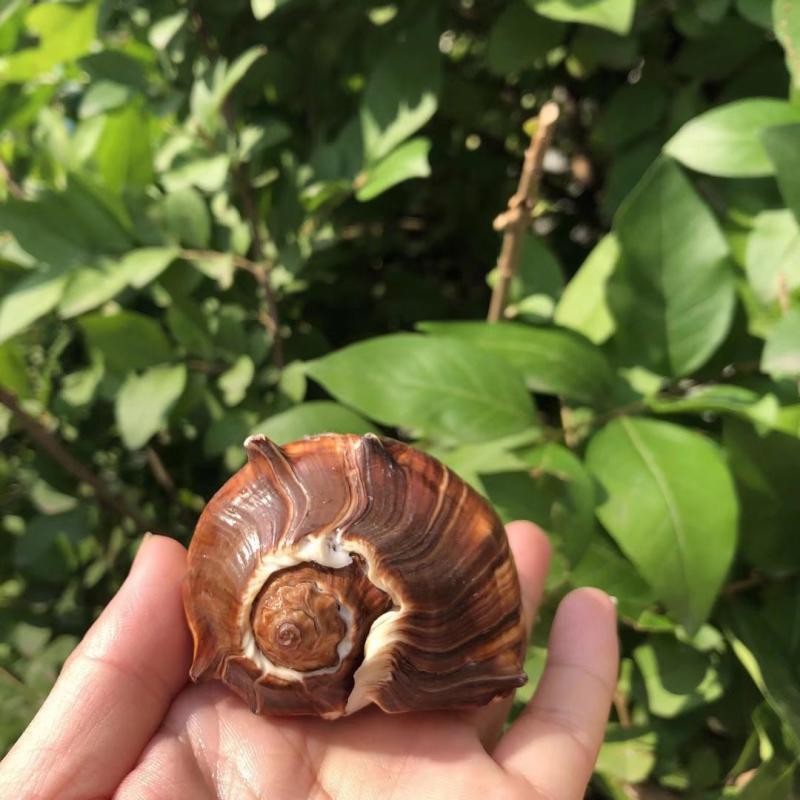 现货速发贝壳海螺标本螺卷鱼贝螺寄居蟹替换壳黑香螺水族鱼缸装饰 - 图1