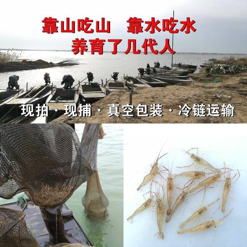 淡水无盐新鲜小河虾小虾仁土虾米草虾明虾青虾小白虾鲜活速冻500g - 图2