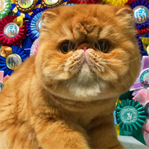 Pure breed of red brown tiger spotted Garfy cat living infant cat yellow black and white Garfy cub long hair short Mao Persian cat coffee cat