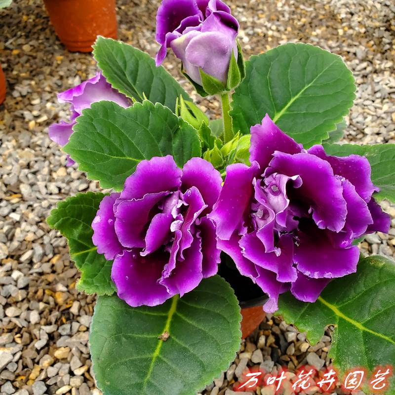 大岩桐重瓣盆栽花卉富贵芙蓉花盆栽花室内客厅四季开花带花苞发货 - 图1