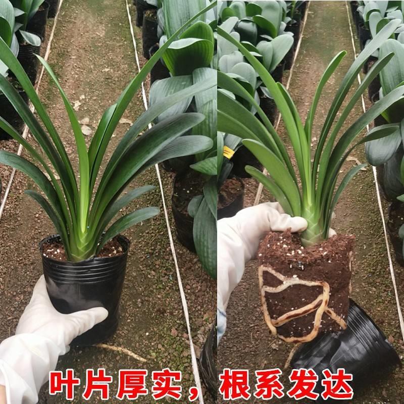 君子兰盆栽精品绿植花卉植物室内圆头和尚四季带花苞大苗当年开花-图1