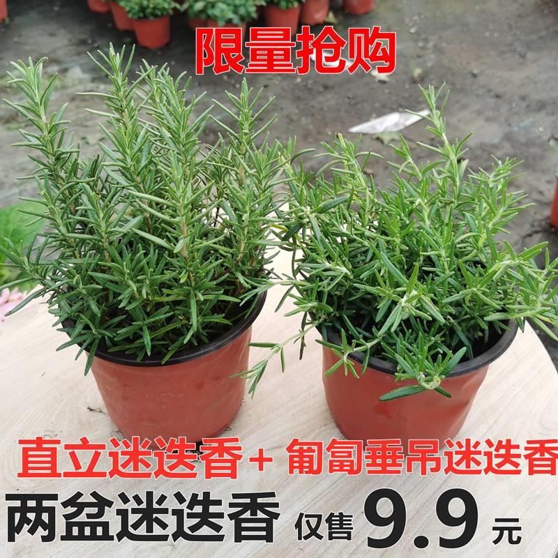 迷迭香植物盆栽绿植可食用香草盆栽西餐紫苏牛至罗勒香薄荷百里香 - 图0