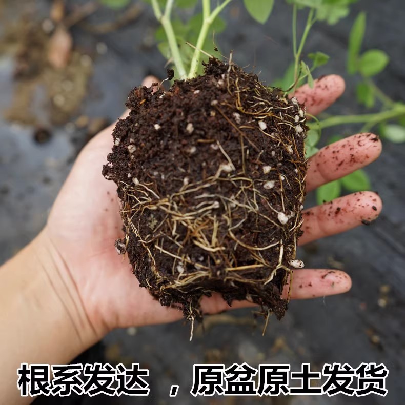 蔷薇花苗藤本月季庭院浓香玫瑰爬藤植物花卉盆栽欧月大花四季开花-图2