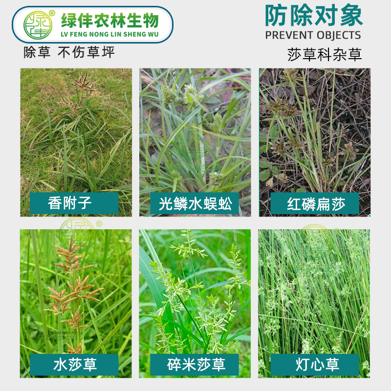 坪安消莎绿篱苗圃黄杨石楠香附子光鳞水蜈蚣莎草科杂草除杂草剂 - 图2