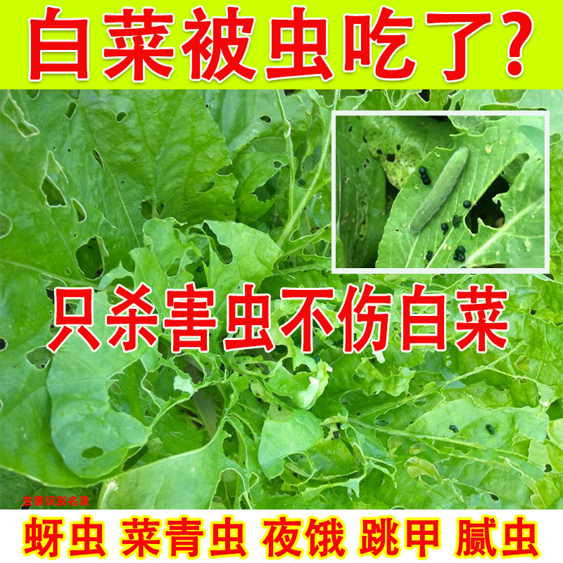 白菜杀虫剂蔬菜杀虫剂菜青虫食心虫蚜虫高效氯氟氰菊酯白菜杀虫药