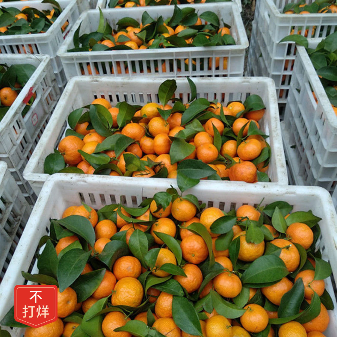 正宗广西金秋砂糖橘沙糖桔子新鲜水果橘子9斤当季甜精品橘子,淘宝优惠券,粉丝福利购,淘宝优惠卷
