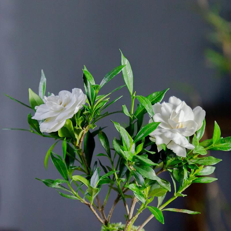 小叶栀子花四季盆栽植物室内好养办公室桌面带盆景花苞开花小绿植 - 图2